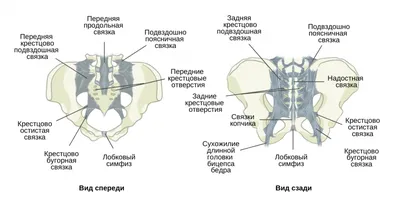 The Крестец — стоковые фотографии и другие картинки 2015 - 2015, Анатомия,  Бедренная кость - iStock