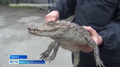 Человек гниет заживо: к каким последствиям приводит наркотик «крокодил» и  почему он так называется - Срочные новости Узбекистана: Repost.uz