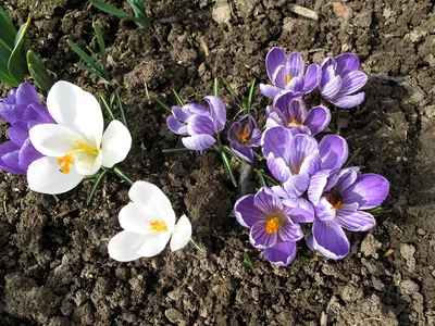 Крокус Желтый (Crocus Yellow) - Луковицы крокусов - купить недорого Крокусы  в Москве в интернет-магазине Сад вашей мечты