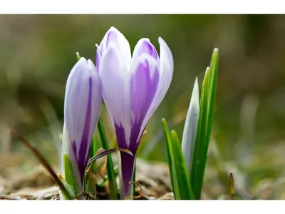 Крокус - Crocus. Уход за Крокусами. Фото