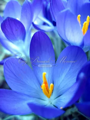 Крокус Голубой (Crocus Blue) - Луковицы крокусов - купить недорого Крокусы  в Москве в интернет-магазине Сад вашей мечты