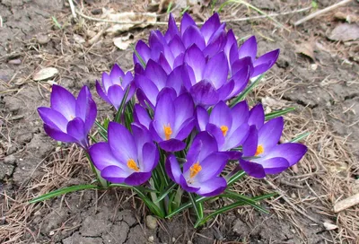 💜 Крокусы из фоамирана БЕЗ МОЛДА. Композиция с крокусами. Crocuses from  foamiran / Творческое место - YouTube