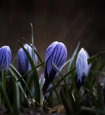 🌱 Крокус Крупноцветковый Remembrance по цене от 892 руб: луковицы,  саженцы, рассада - купить в Москве с доставкой - интернет-магазин Все Сорта