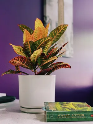 Фотокаталог кротонов для заказа | EXOTIC PLANT Редкие коллекционные растения