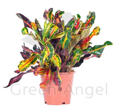Комнатное растение кротон — уход, размножение, фото | Любимые цветы