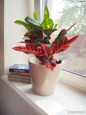 Кротон - «Все краски осени на вашем подоконнике! Кротон (кодиеум) -  отличное растение для новичков и опытных цветоводов. » | отзывы