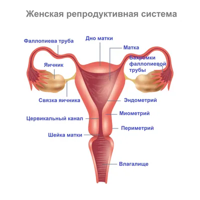 Аднексит у женщин ♀️ — симптомы, причины, диагностика и лечение | Блог ЛДЦ  Здоровье