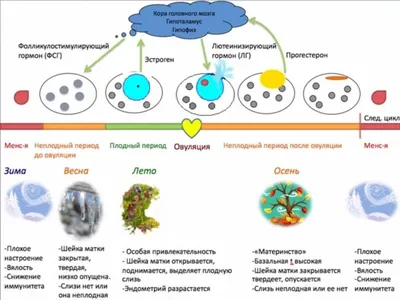 ⚕ Что такое овуляция и для чего ее определять? - PULSE