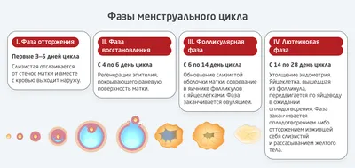 Кровь во время овуляции (в середине цикла) - стоит ли паниковать при  кровянистых выделениях | В счастье! | Дзен