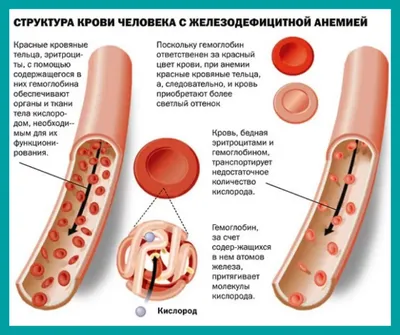 Уровень прогестерона у собак и срок вязки |PRO PLAN® — Клуб заводчиков