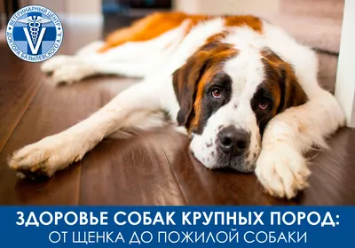 Породы собак: фото, названия и описание — ProPlan.ru