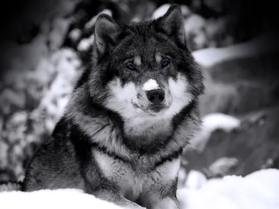 Красивые волки на аватарку и крутые - фото и картинки abrakadabra.fun