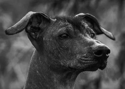 Мексиканская голая собака (Mexican Hairless Dog) - это милая, умная и  легкообучаемая порода собак. Фото, описание и отзывы.