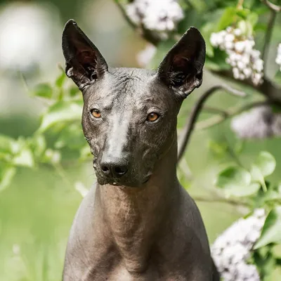 Одна из самых древнейших пород - ксолоитцкуинтли ← Hodor | Perro  xoloitzcuintle, Perro peruano, Perros raros