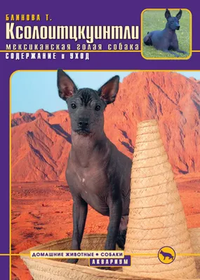 Ксолоитцкуинтли, Xoloitzcuintli, Мексиканская голая собака | Facebook