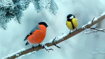 На фото сфотографированы разные люди, я не знаю кто это. Но у всех на  каждом фото проколоты рот и глаза. | ⚜Ведьмины заметки⚜ | Дзен