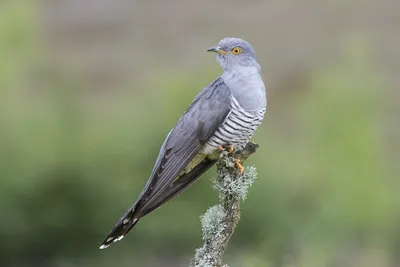 Кукушка (Cuculus canorus)