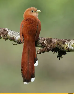 Red-winged кукушка стоковое фото. изображение насчитывающей пруд - 25296626