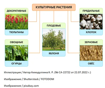 Культурные растения | ИнтернетУрок