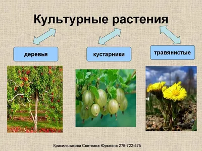 Урок окружающего мира по теме \"Дикорастущие и культурные растения\". 1-й  класс