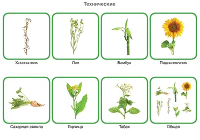 Культурные растения: полевые: 16 демонстрационных дидактических красочных  карт с оборотом - купить подготовки к школе в интернет-магазинах, цены на  Мегамаркет | Н-472