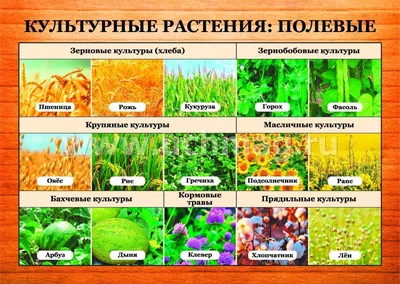 Культурные растения: плодовые: 16 демонстрационных дидактических красочных  карт с оборотом - купить подготовки к школе в интернет-магазинах, цены на  Мегамаркет | Н-473