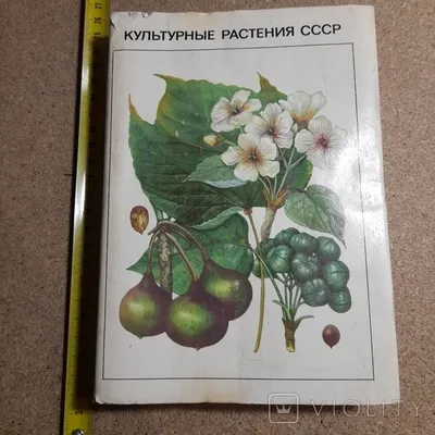 Книга «ФГОС ДО Культурные» Попова Г. П. - купить на KNIGAMIR.com книгу с  доставкой по всему миру | 4640018258237