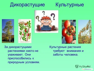 Дикорастущие и культурные растения worksheet | Live Worksheets