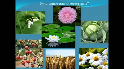 Культурные растения (24 пленок)