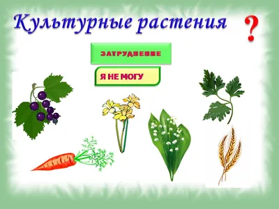 КУЛЬТУРНЫЕ РАСТЕНИЯ БЕЛАРУСИ