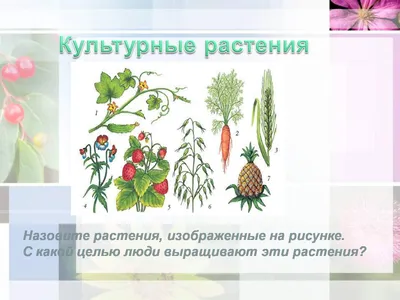 Картинки Культурные растения (38 шт.) - #14341