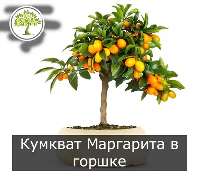 Мандариновое дерево «Кумкват» – «Freesia»