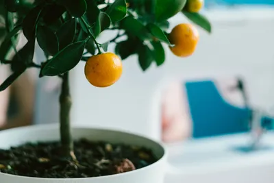 Цитрус Кумкват мандариновое дерево / Citrus Kumquat продажу и покупка в  Киеве, фото, описание.