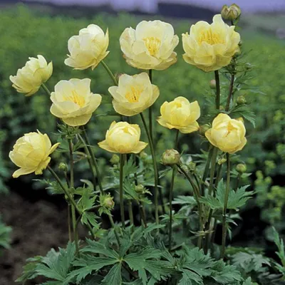 Trollius asiaticus L. - Купальница азиатская - Полярно-альпийский  ботанический сад-институт им. Н.А. Аврорина