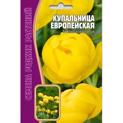 Каталог — Купальница алтайская (огонек алтайский) (Trollius altaicus)  купить саженцы, семена и луковицы.