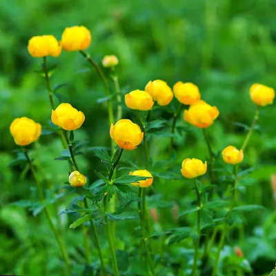 Купальница европейская (Trollius europaeus L.)