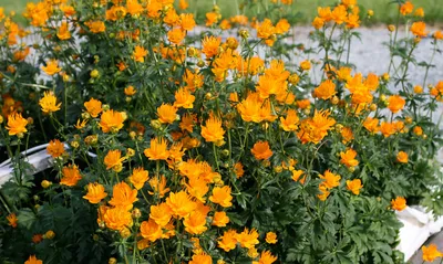 Купальница Европейская Trollius europaeus С2, цена в Санкт-Петербурге от  компании Вилла-планта (садовый центр и питомник растений, ландшафтное бюро)