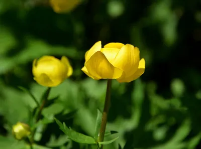 Купальница рыхлая (Trollius laxus) 300 руб, купить, фото, описание