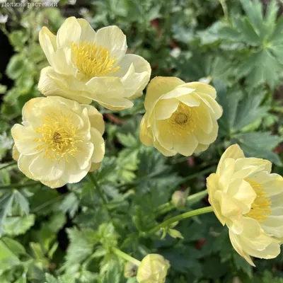 Купить Купальница Голден Куин Trollius chinensis Golden Queen - в питомнике  Флорини