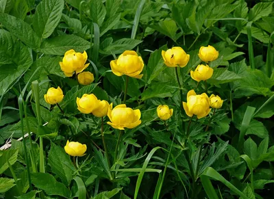 Купальница европейская (Trollius Europaeus)