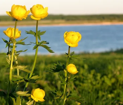 Купальница - любимый цветок троллей.