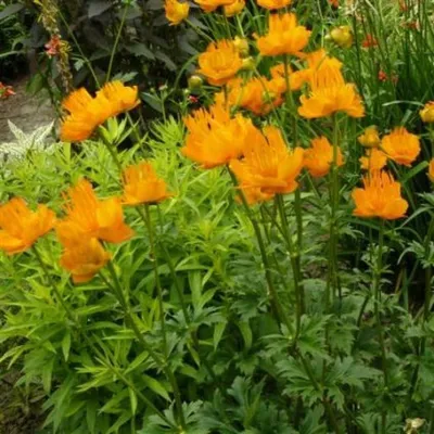 Возвещая лето (купальница европейская, Trollius europaeus)