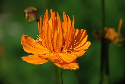 Купальница Ледебура (Trollius ledebourii) 250 руб, купить, фото, описание