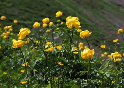 Купальница европейская (Trollius europaeus)