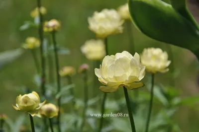 Купальница рыхлая Albiflorus - Купальница - GardenPlants