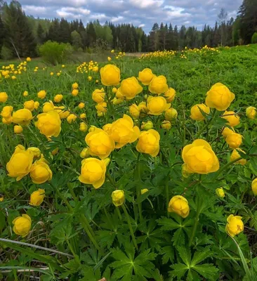 🌱 Купальница китайская Golden Queen по цене от 853 руб: рассада, саженцы -  купить в Москве с доставкой - интернет-магазин Все Сорта