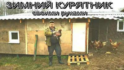 Побег из курятника — Википедия