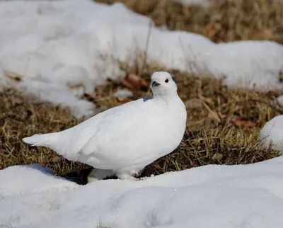 Бородатая куропатка - eBird