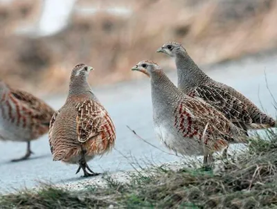 Куропатка или канадская куропатка (Falcipennis canadensis), Аляска ,  стоковое фото ©FrankFF 339965726