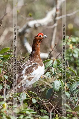 Камчатка фото: Белая куропатка — Lagopus lagopus (Linnaeus, 1758), отряд  Курообразные — Galliformes, семейство Тетеревиные — Tetraonidae - Фауна  полуострова Камчатка - Петропавловск-Камчатский, Камчатка фотография